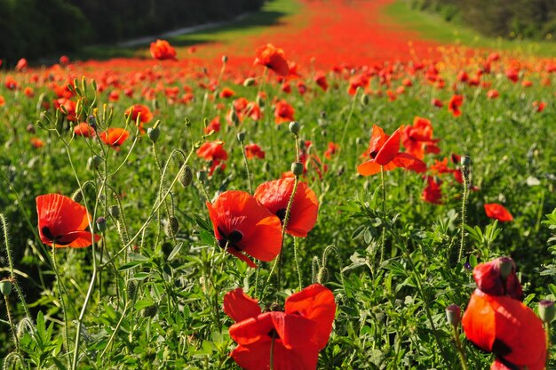 Zdjęcie czerwone kwiaty maku na polu
