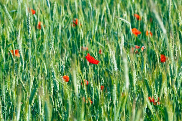 Czerwone Kwiaty Maku - Sfotografowane Zbliżenie Czerwonych Kwiatów Maku Rosnących Na Polu. Lato