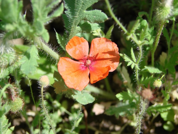 Czerwone Kwiaty Maku Z Polami Pszczół I Pszenicy Na Tle Wspólne Rhoeas Maku Papaver