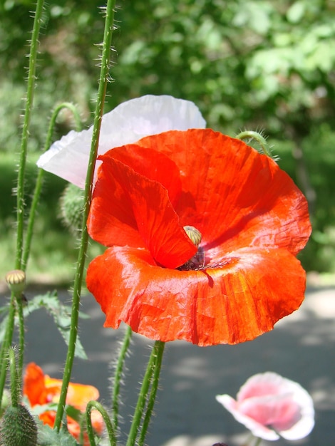 Zdjęcie czerwone kwiaty maku z polami pszczół i pszenicy na tle wspólne rhoeas maku papaver