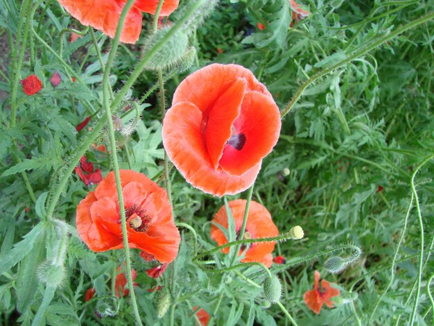 Czerwone kwiaty maku z polami pszczół i pszenicy na tle Wspólne rhoeas maku Papaver