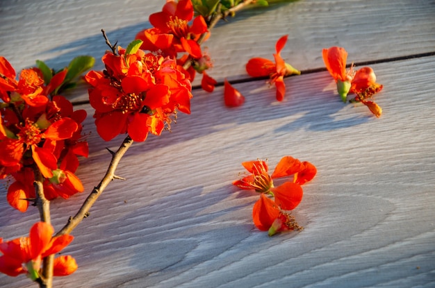 Zdjęcie czerwone kwiaty na drewnianym stole puste miejsce na tekst