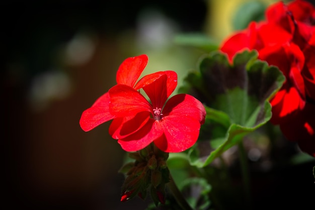 Czerwone kwiaty pelargonii ogrodowej z bliska strzał
