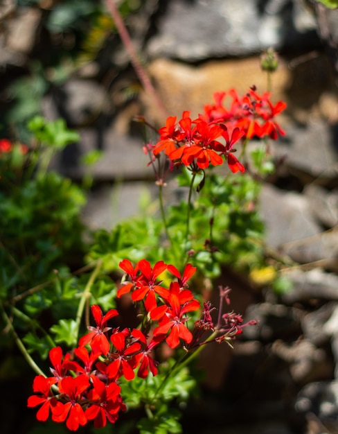 Czerwone Kwiaty Pelargonii (pelargonium Peltatum) W Ogrodzie W Słoneczny Dzień
