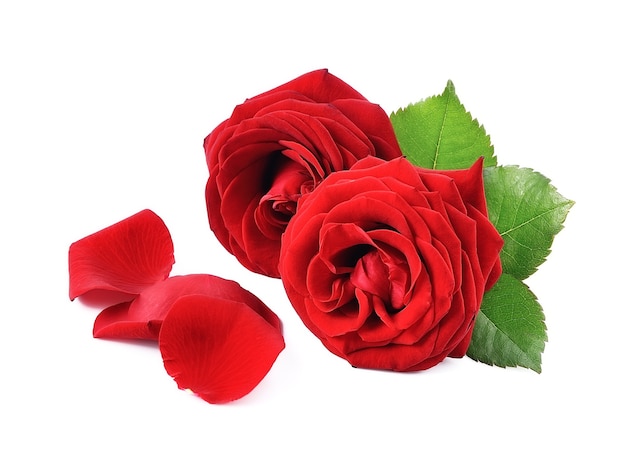 Czerwone kwiaty róży z czerwonym płatkiem.