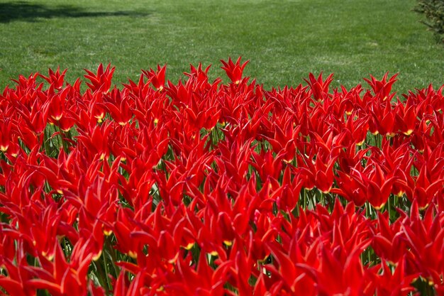 Czerwone kwiaty tulipanów w ogrodzie