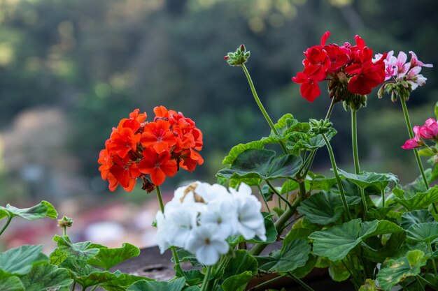 Zdjęcie czerwone kwiaty w ogrodzie