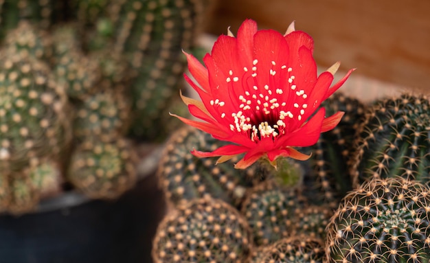 Czerwone kwiaty z kaktusa Kwiaty kwitnące na kaktusach w małych garnkach