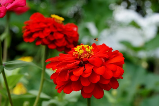 Czerwone kwiaty Zinnia Violacea w ogrodzie