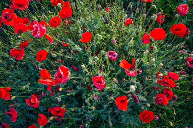 Czerwone maki kwiaty i głowy, zielona trawa i inne fioletowe kwiaty wyki w polu lato zbliżenie obrazu. Dojrzałe kapsułki maku w promieniach zachodzącego słońca.