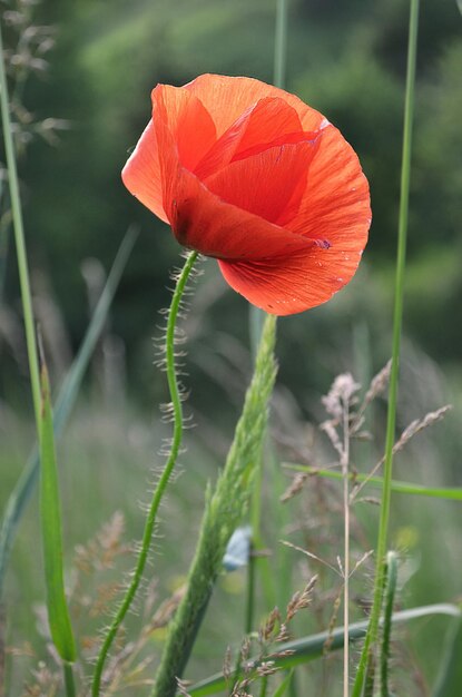 Zdjęcie czerwone maki łacińskie papaver rhoeas na szczycie jeziora