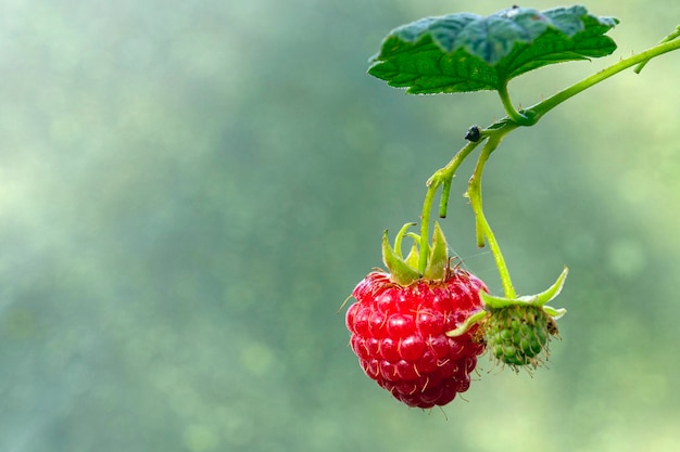 Czerwone maliny w ogrodzie przeznaczone do walki radioelektronicznej Czerwone słodkie jagody rosnące na krzaku malin