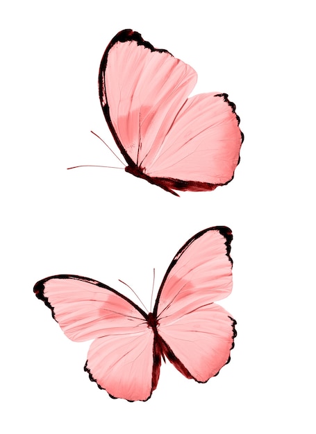 Zdjęcie czerwone motyle na białym tle. tropikalne ćmy. owady do projektowania. farby akwarelowe