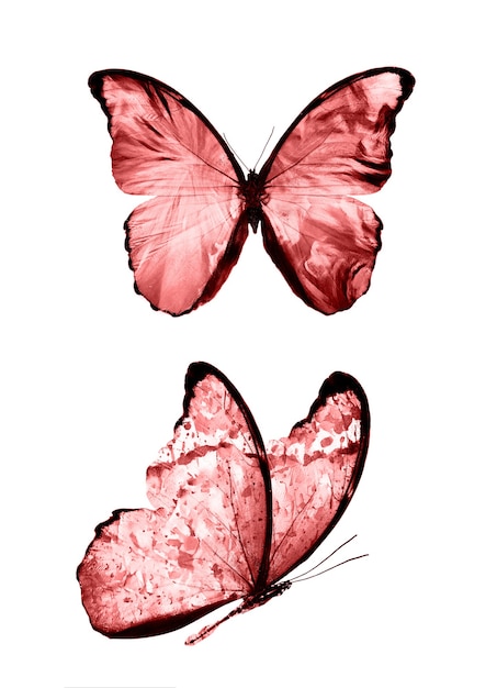 Czerwone motyle na białym tle. tropikalne ćmy. owady do projektowania. farby akwarelowe