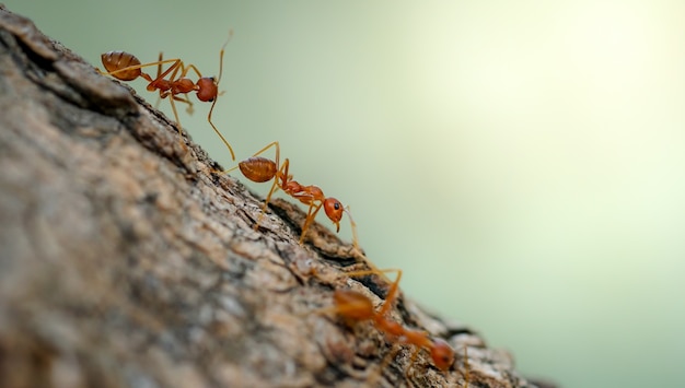 czerwone mrówki chodzące po drzewach Zachowanie mrówek