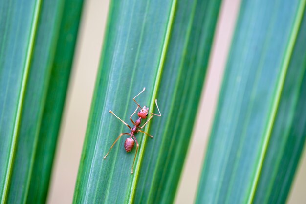 Czerwone mrówki lub mrówki ogniste na zielonym liściu palmowym, Tajlandia, makro, zbliżenie