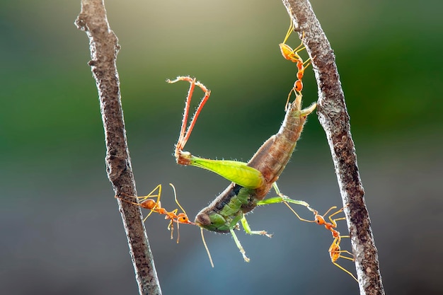 Zdjęcie czerwone mrówki żerują na liściach w tropikalnym ogrodzie