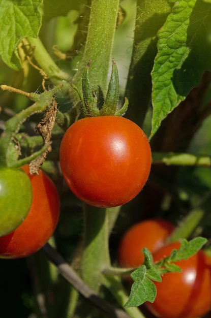 Czerwone, naturalne pomidory na gałązce Domowe pomidory smakują lepiej
