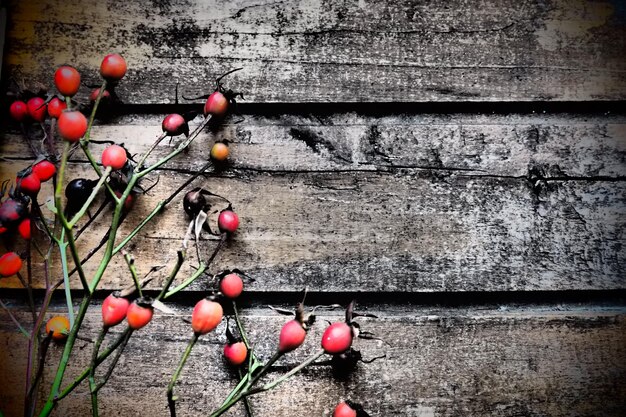 Czerwone owoce dzikiej róży lub krzewu różanego na drewnianym tle Jesień Zima Nowy Rok lub Boże Narodzenie martwa natura