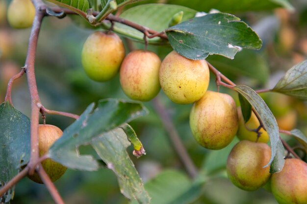 Czerwone owoce jujuby lub jabłko kul boroi na gałęziach jabłoni w ogrodzie