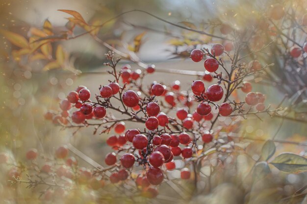 czerwone owoce ozdobne na winorośli w jesień w zachodzie słońca i świetle bokeh