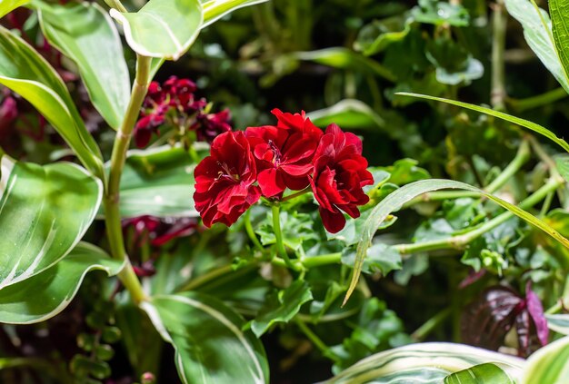 Zdjęcie czerwone pelargonium peltatum lub pelargonium liściaste i geranium kaskadowe