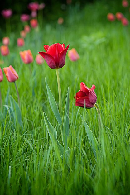 Czerwone piękne tulipany na wiosnę, naturalne sezonowe tło kwiatowe