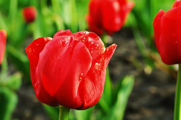 Czerwone piękne tulipany