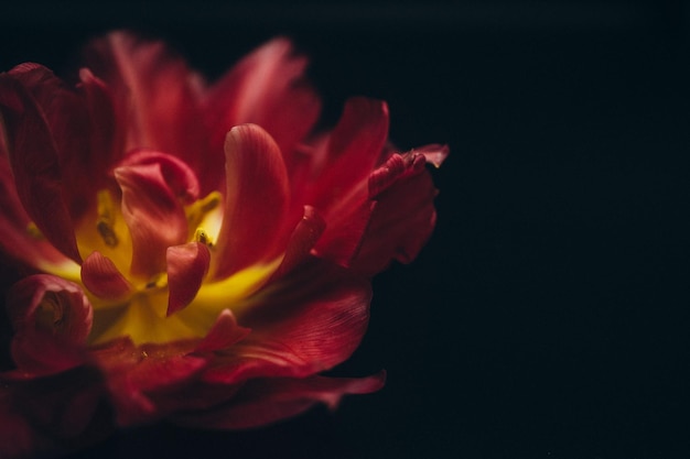 Zdjęcie czerwone płatki kwiatów tulipanów na czarnym tle