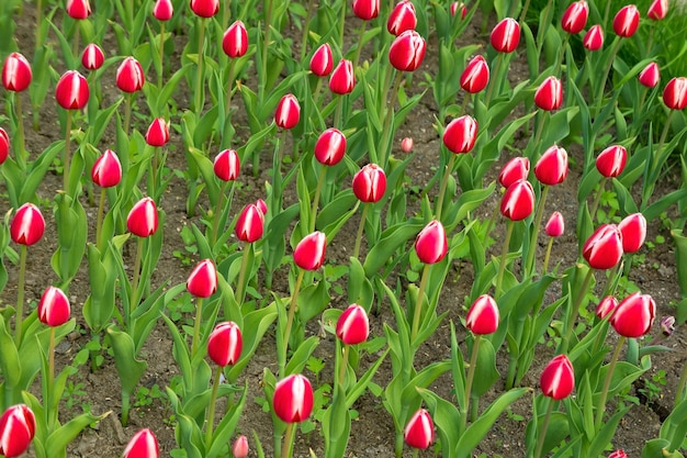Czerwone pole tulipanów