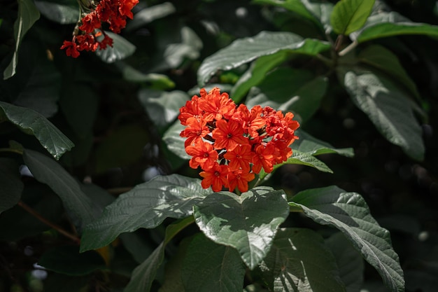 Zdjęcie czerwone pomarańczowe kwiaty z zielonymi liśćmi