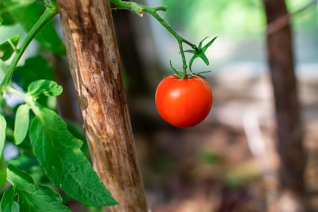 Czerwone pomidory w szklarni dojrzałych zbiorów