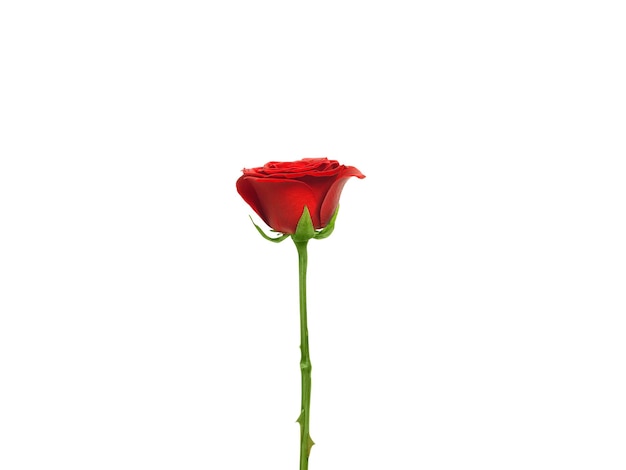 Zdjęcie czerwone róże i płatki róż na białym tlekoncepcja walentynek