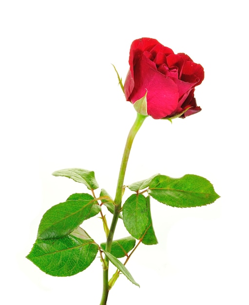 Zdjęcie czerwone róże izolowane na białych