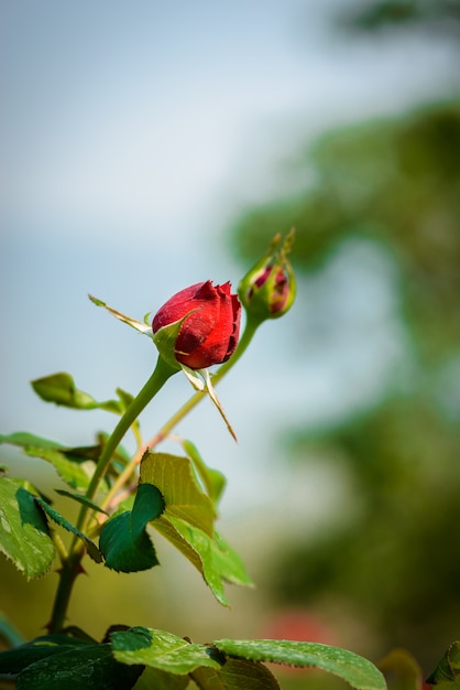 Czerwone róże na krzaku w ogródzie