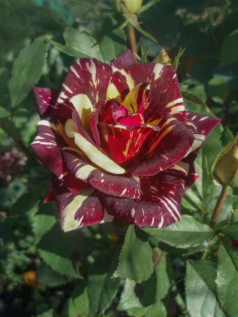 Czerwone róże w białe paski Hocus Pocus