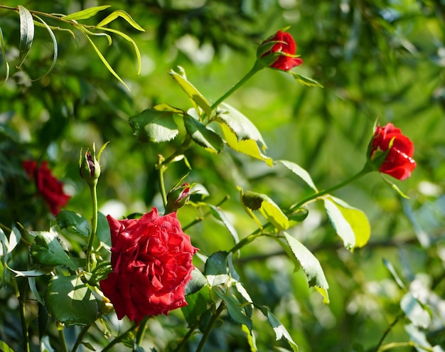 Zdjęcie czerwone róże