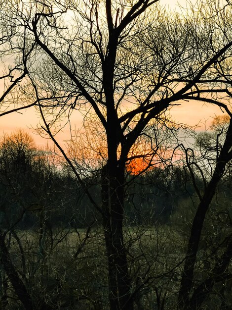 Czerwone słońce zachód słońca wczesną wiosną Ciemna sylwetka korony gałęzi drzewaPionowe zdjęcie