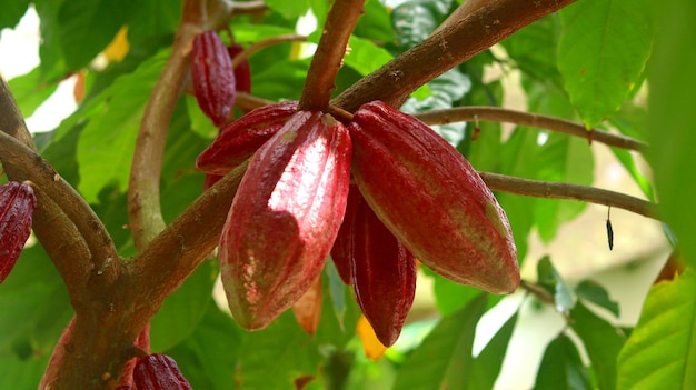 Czerwone strąki kakao na drzewie w polu Kakao Theobroma cacao L