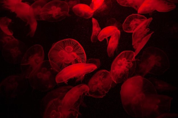 Czerwone Światło Jasne Przezroczyste Akwarium Jelly Fish