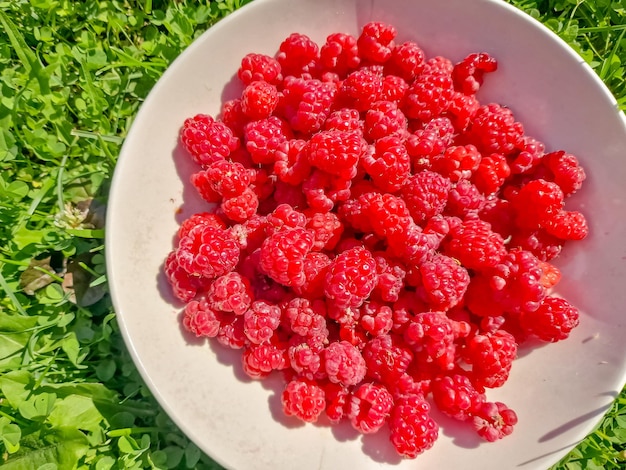 Czerwone świeże maliny na misce tła trawy z naturalnymi dojrzałymi organicznie jagodami widok z góry z kopią