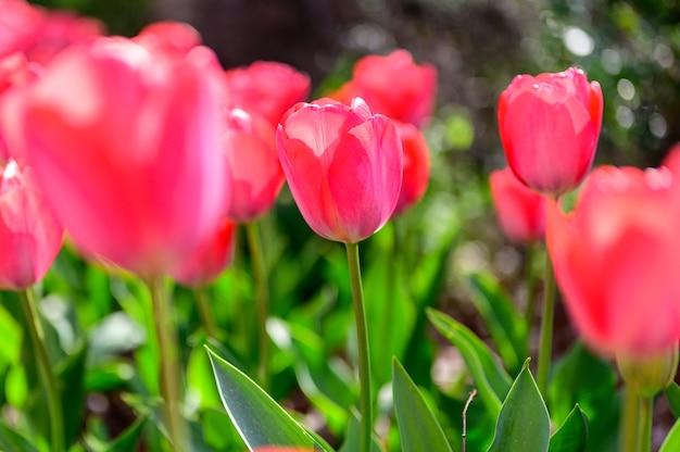 Czerwone tulipany kwitną w ogrodzie o poranku wiosny.