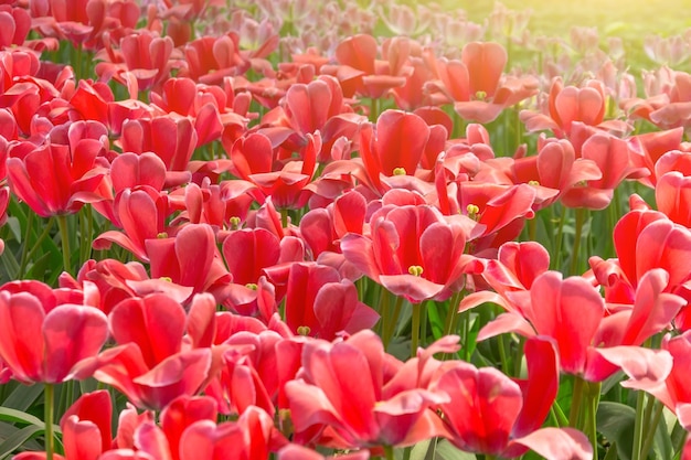 Czerwone tulipany kwitnące w parku na klombie
