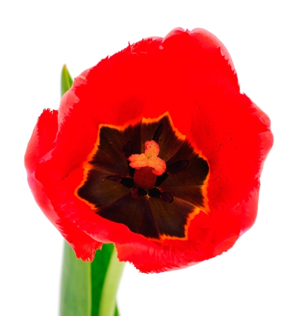 Czerwone tulipany na białym tle