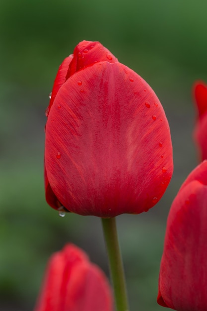 Czerwone tulipany na tle ogrodu Czerwony kolorowy tulipan