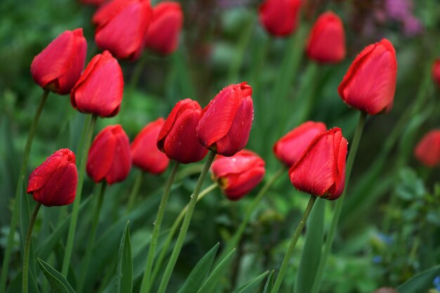 Czerwone tulipany na tle ogrodu Czerwony kolorowy tulipan