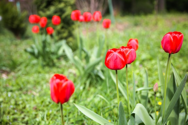 Czerwone tulipany na zewnątrz Piękne kwiaty w parku