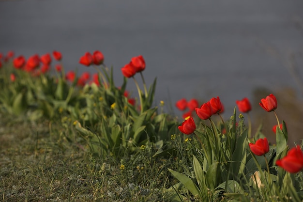 czerwone tulipany na zielonej wiosennej łące