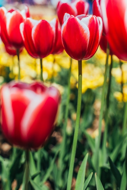 Czerwone tulipany o pięknej powierzchni bukietu,