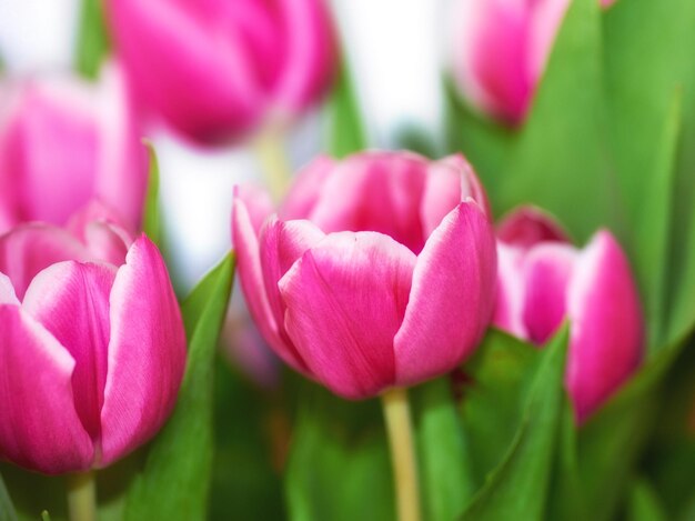 Zdjęcie czerwone tulipany piękny bukiet różowych tulipanów na tle niewyraźne dzień matki walentynki lub koncepcja obchody urodzin zbliżenie pastelowych kolorowych kwiatów z jasnozielonymi liśćmi